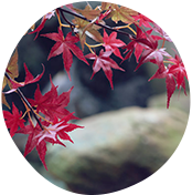 自然の美しさや季節の移ろいの表現