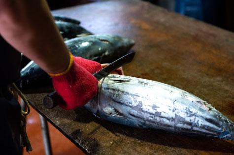 工程2：カツオの解凍、生切り