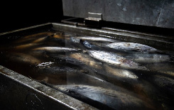 工程2：カツオの解凍、生切り