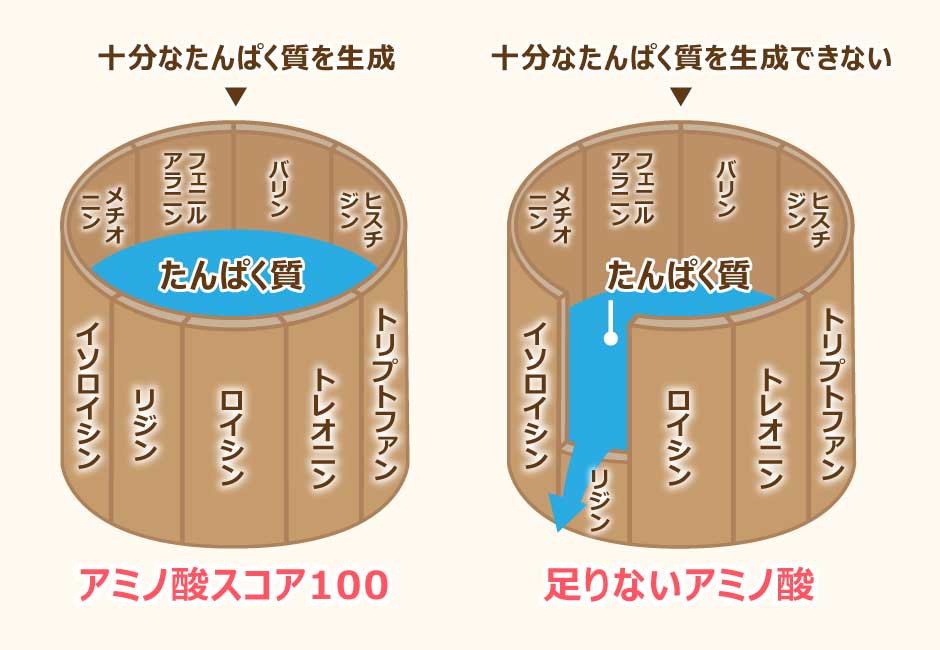アミノ酸スコアとは？